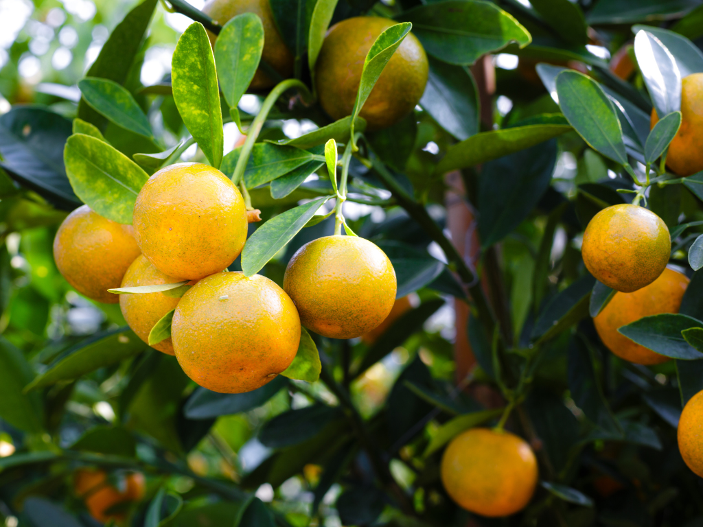 Oranges in the algarve are DOP